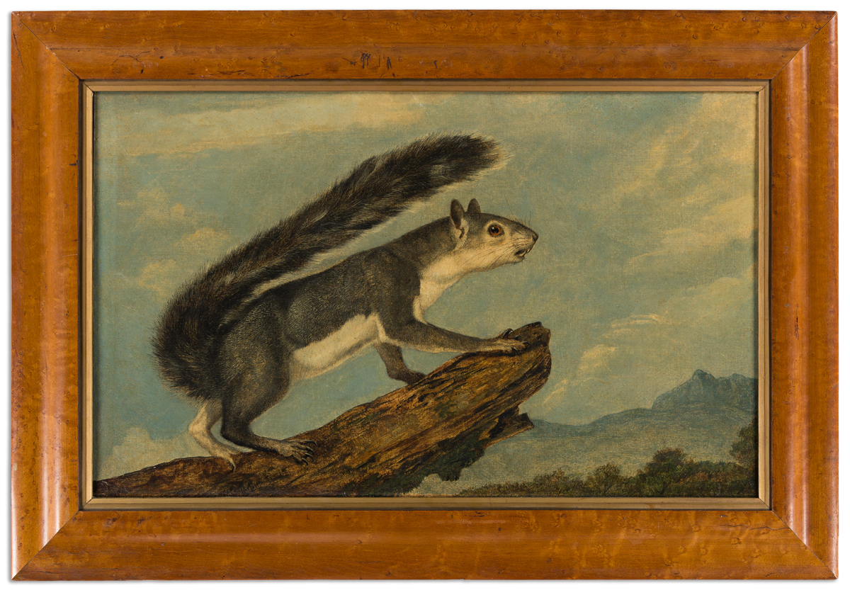 AUDUBON, JOHN WOODHOUSE (1812-1862). California Gray Squirrel.